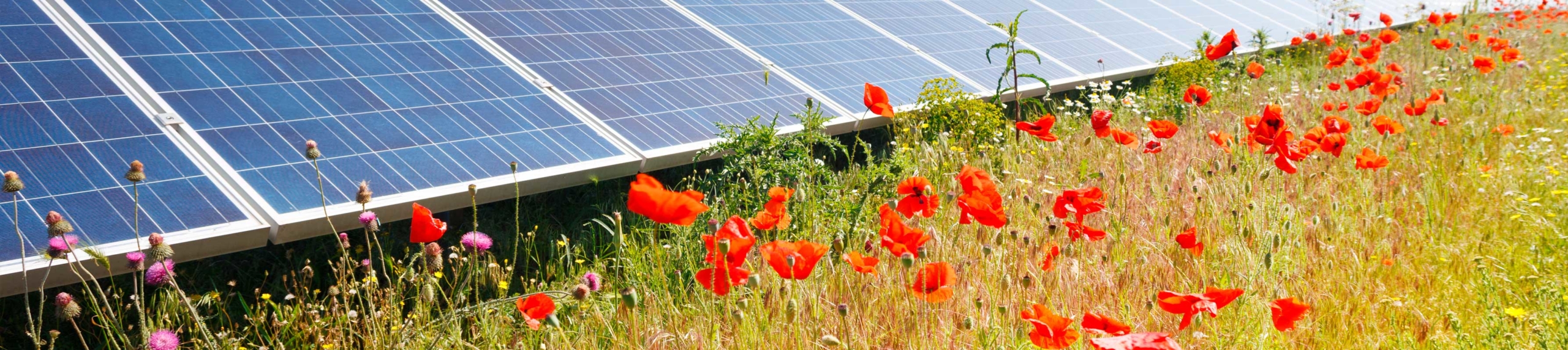 Feiten over zonne-energie Zonnepark met bloemen